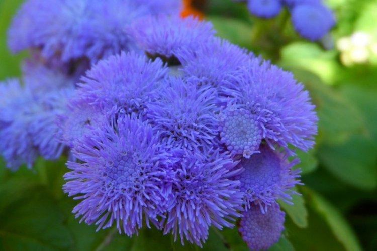 Informations générales - Ageratum