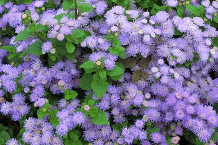 Ageratum Blaue Kappe - Types d'ageratum