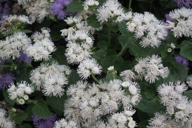 Ageratum Alba - Types d'Ageratum
