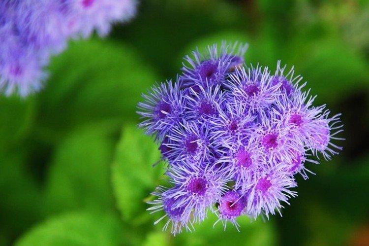 Ageratum Blausternchen - Types d'ageratum