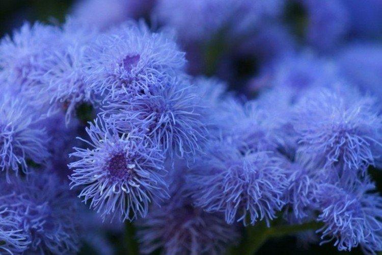 Ageratum Blue Mink - Types d'Ageratum