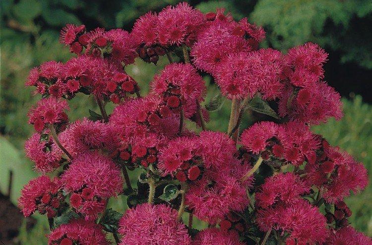 Ageratum Kalinka - Types d'ageratum