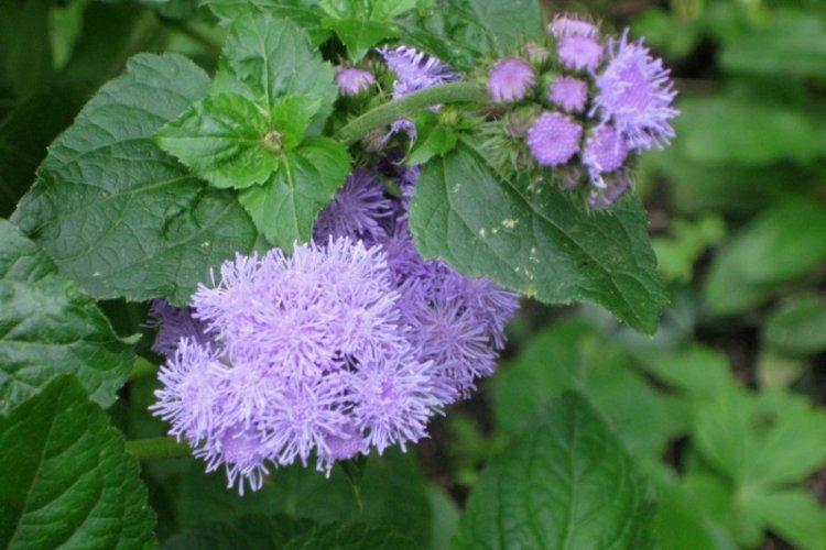 Lutte contre les parasites et les maladies - Ageratum