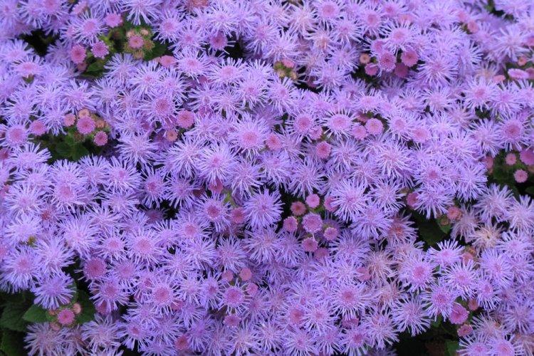 Ageratum - photo