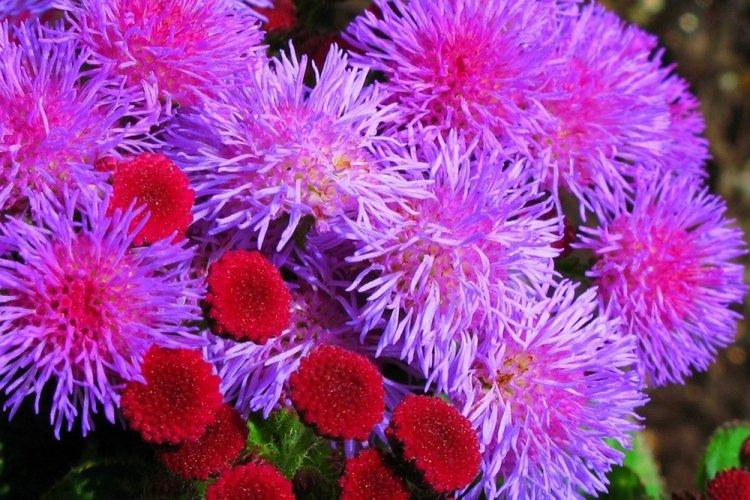 Ageratum - photo