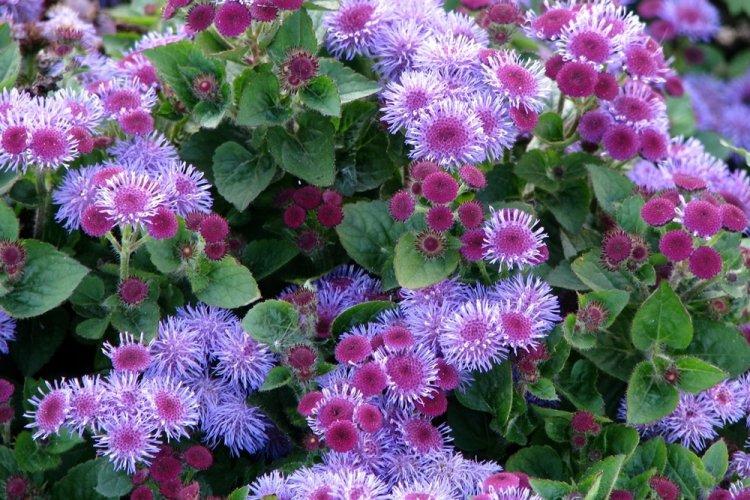 Ageratum - photo