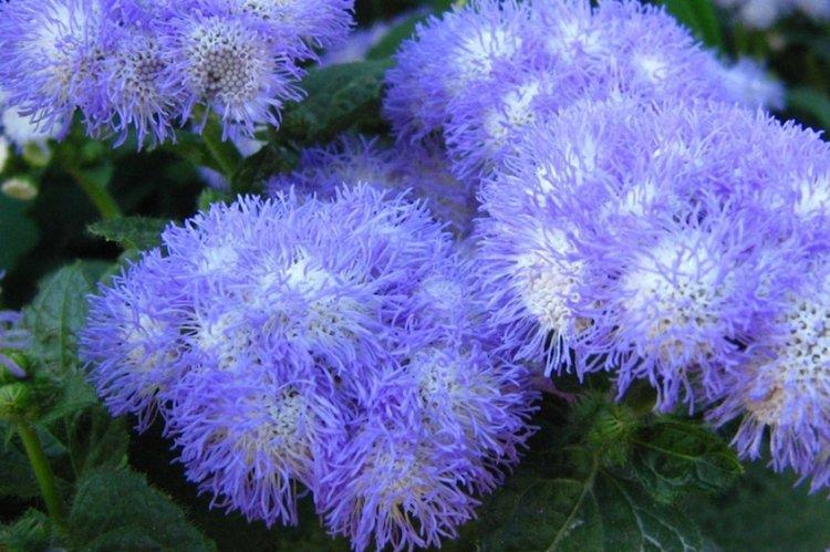 Ageratum - photo