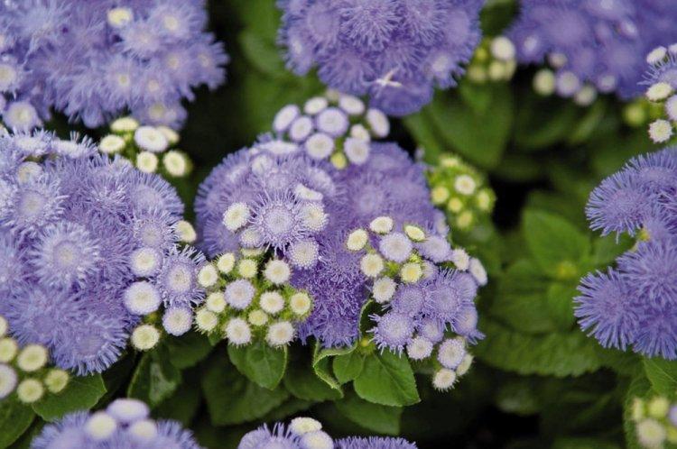 Ageratum - photo