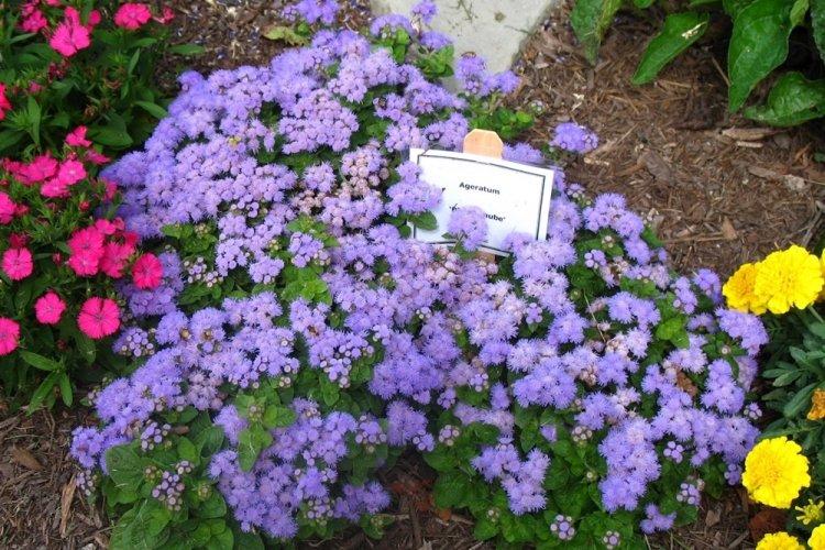 Ageratum - photo
