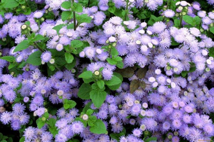 Ageratum - photo