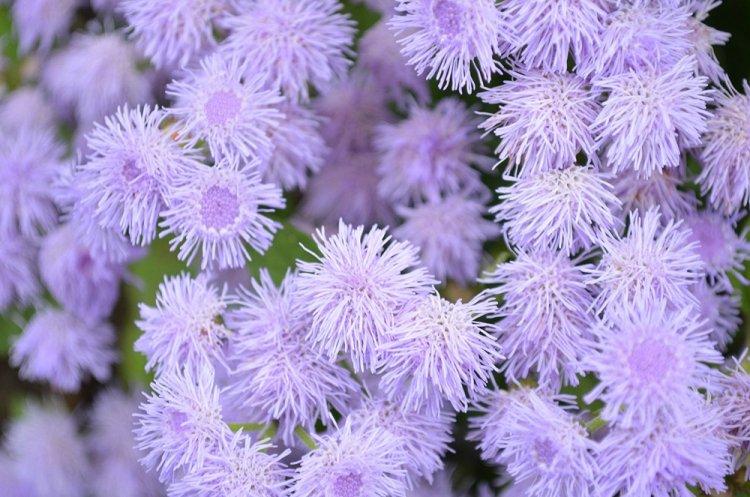 Ageratum - photo