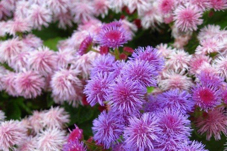 Ageratum - photo
