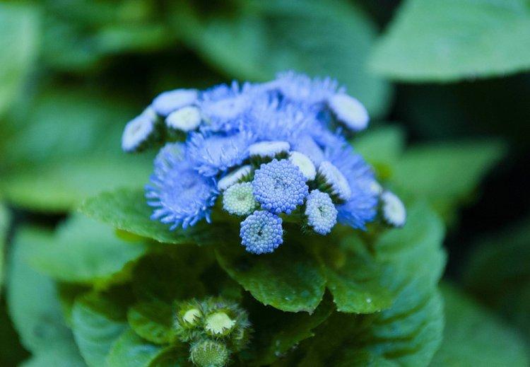 Ageratum - photo