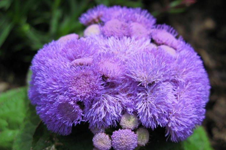 Ageratum - photo