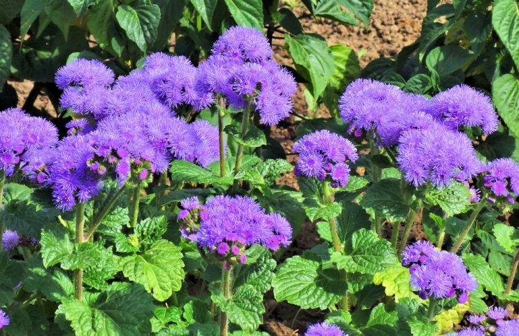 Ageratum - photo