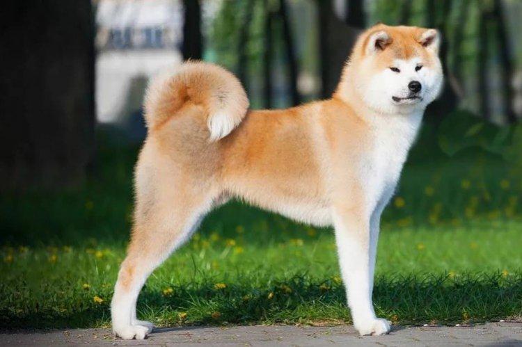 Standard de race - Akita Inu