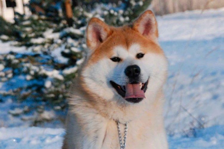 Attitude envers le propriétaire - La nature de l'Akita Inu