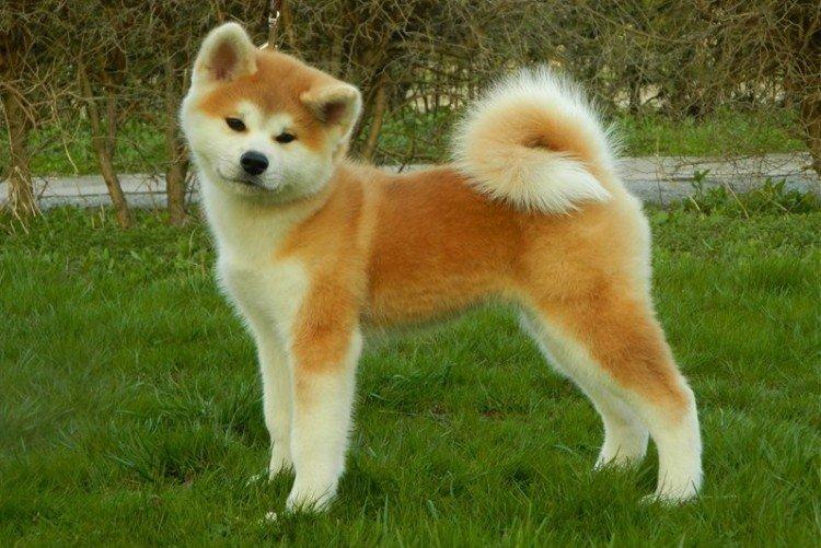 Attitude envers les enfants - La nature de l'Akita Inu