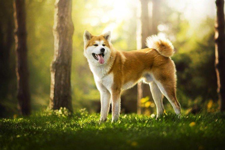 Marcher - Akita Inu Care