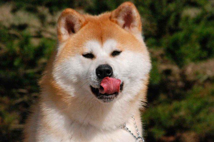 De quoi nourrir l'Akita Inu