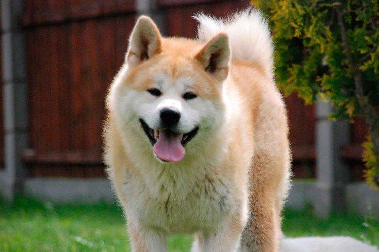 Akita inu - photo