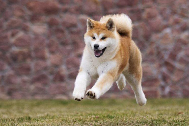 Akita inu - photo