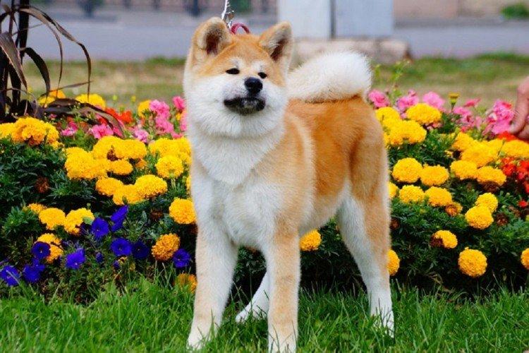 Akita inu - photo