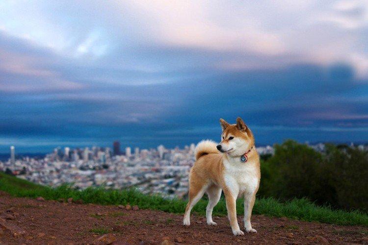 Akita inu - photo