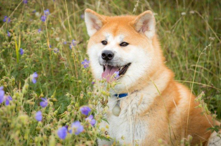 Akita inu - photo