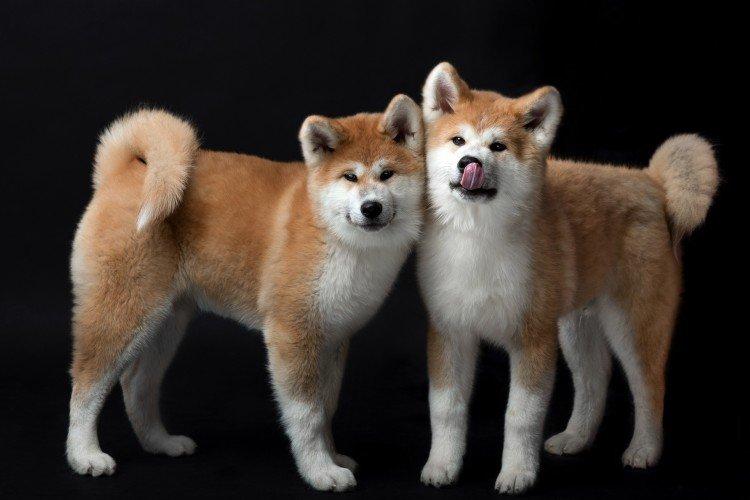 Akita inu - photo