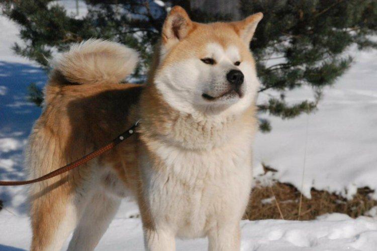 Akita inu - photo