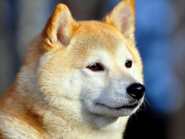 Akita inu - photo
