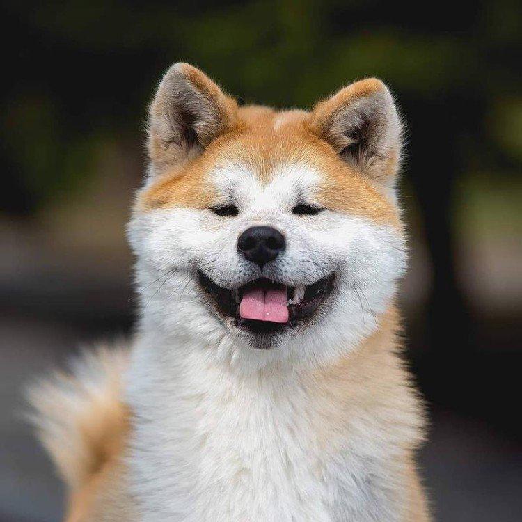 Akita inu - photo