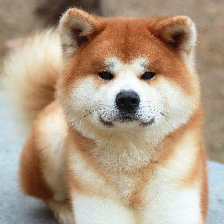 Akita inu - photo