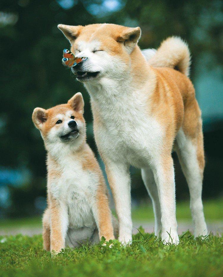 Akita inu - photo