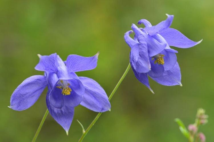 Aquilegia Bertoloni