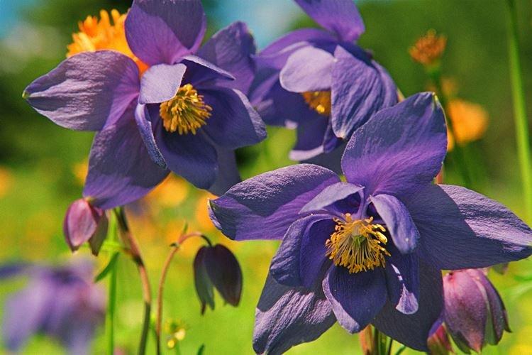 Aquilégie glandulaire