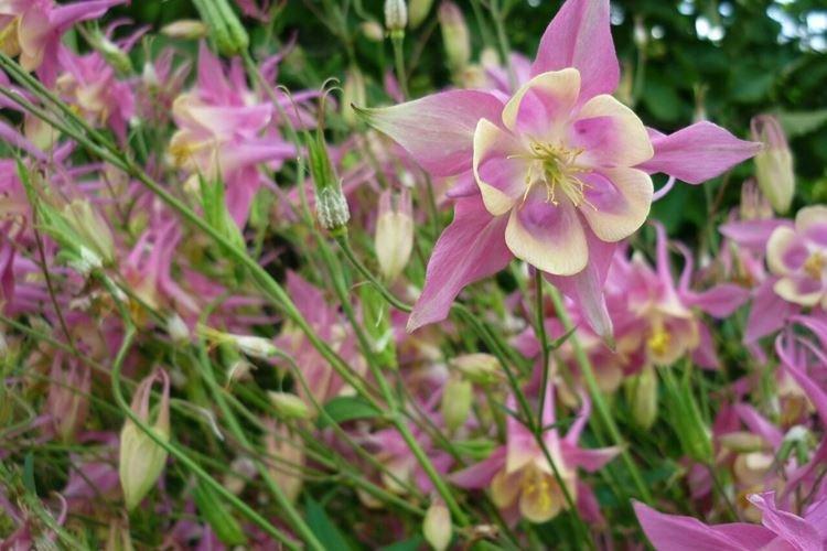 Température et éclairage - Aquilegia care