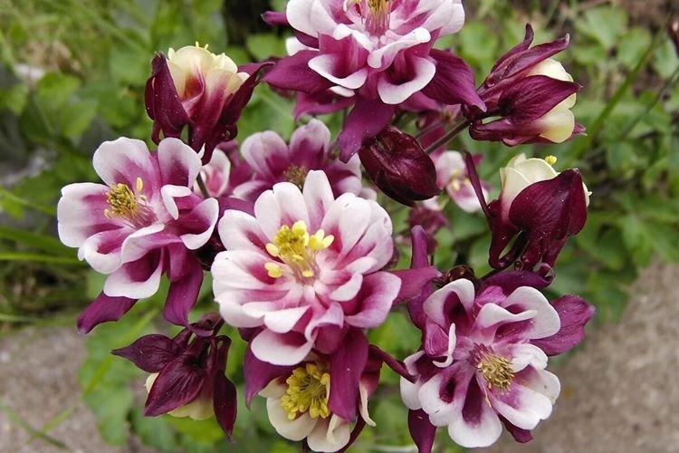 Sol - Aquilegia Care