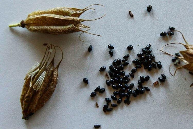 Transplantation et reproduction - Aquilegia Care