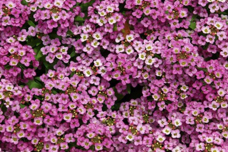 Tapis rose Alyssum - Types d'Alyssum