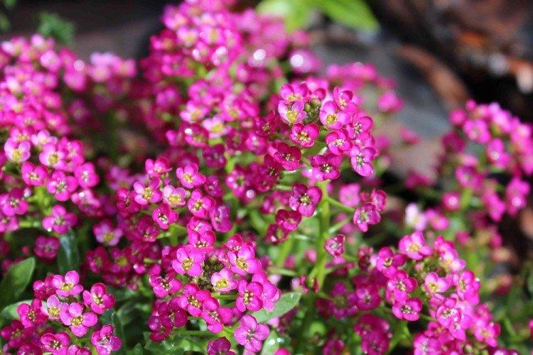 Alyssum Paletta - Types d'Alyssum