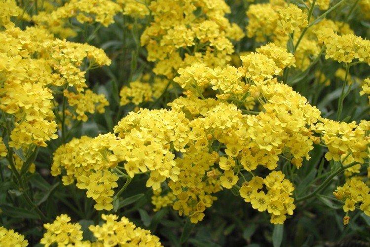 Alyssum Gold Placer - Types d'Alyssum