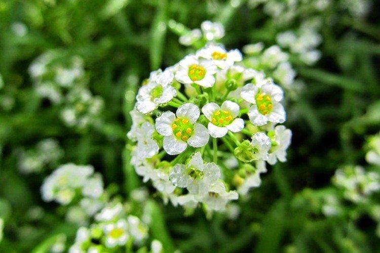 Arrosage - Soins Alyssum