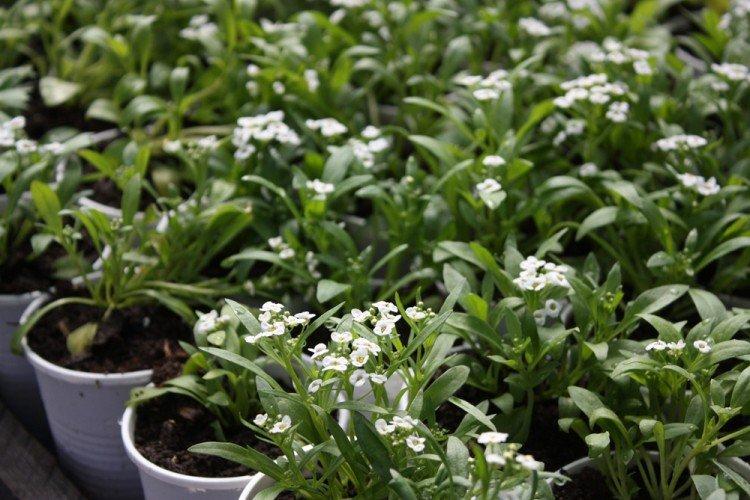 Hivernage - Entretien de l'alyssum