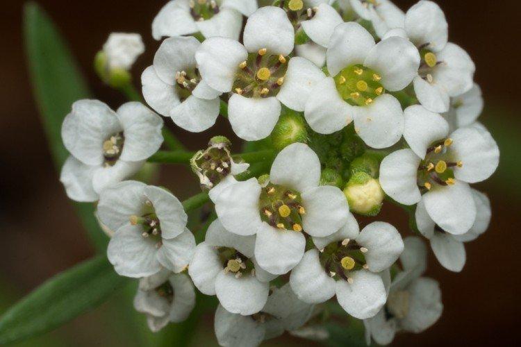 Lutte contre les parasites et les maladies - Alyssum