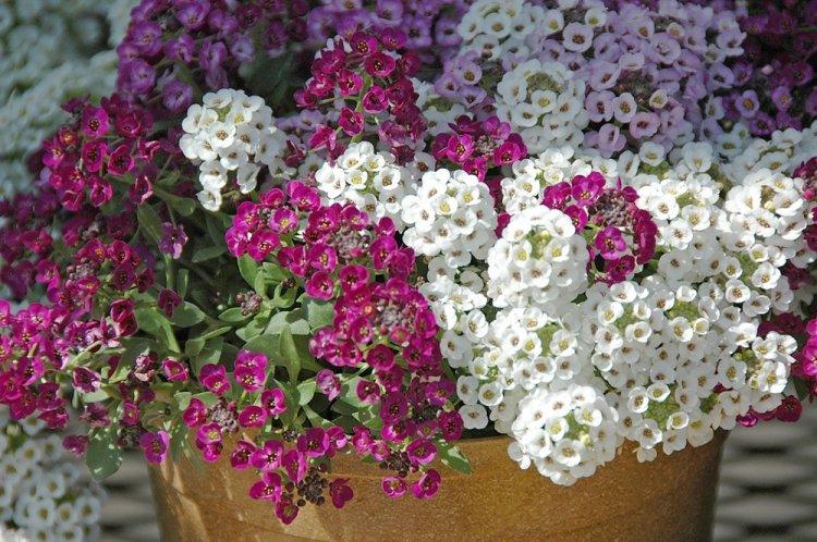Alyssum - photo