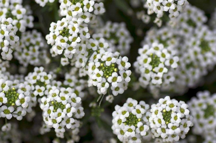 Alyssum - photo