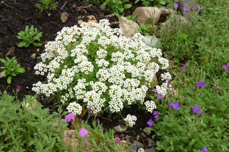 Alyssum - photo