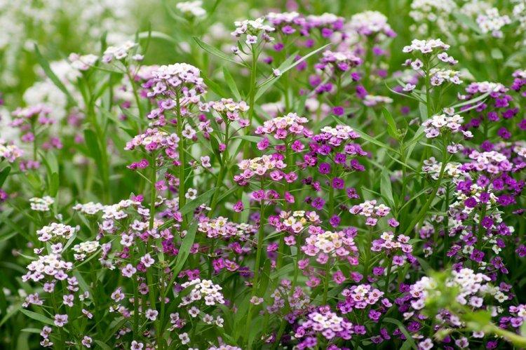 Alyssum - photo